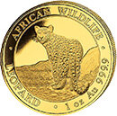 Leopard