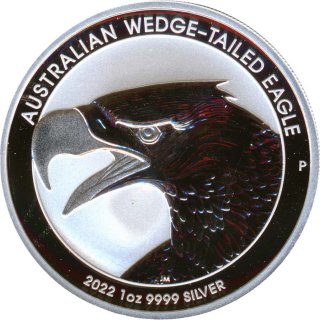 Australien 2022 - Wedge Tailed Eagle*