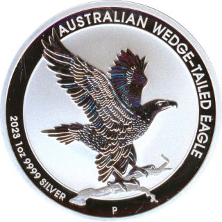 Australien 2023 - Wedge Tailed Eagle*
